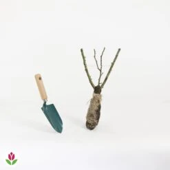 Rosier Buisson Souvenir De Baden Baden ® Korsouba -France Fournitures De Jardin Soldes 2024 014208 wil QLH 14208 1 1707830882267