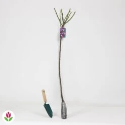 Rosier Bleu Violet Sur Tige 7 Rosier Bleu Violet Sur Tige -France Fournitures De Jardin Soldes 2024 014539 wil QLZ 014539 1 1706710678042