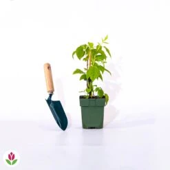 Framboisier Nain Et Compact Non Remontant Beauté Rubis ® 7 Framboisier Nain Et Compact Non Remontant Beauté Rubis ® -France Fournitures De Jardin Soldes 2024 014920 wil qlp 100651 3 1708333211297