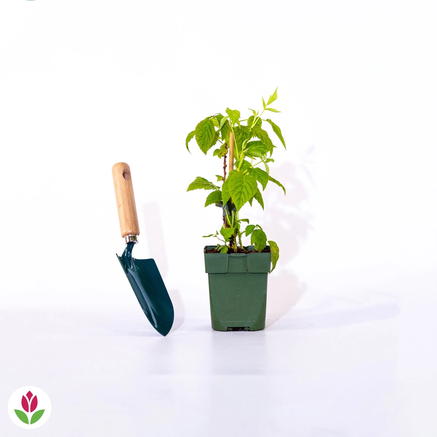 Framboisier Nain Et Compact Non Remontant Beauté Rubis ® 5 Framboisier Nain Et Compact Non Remontant Beauté Rubis ® – Image 3