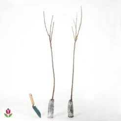 Collection De 2 Groseillier Et Cassis Sur Tige -France Fournitures De Jardin Soldes 2024 014921 wil QLH 014921 1 1707815530204