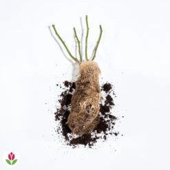 Rosier Anglais Charlie Ausgreen ® 7 Rosier Anglais Charlie Ausgreen ® -France Fournitures De Jardin Soldes 2024 014958 wil qlh 100657 2 1708339336986