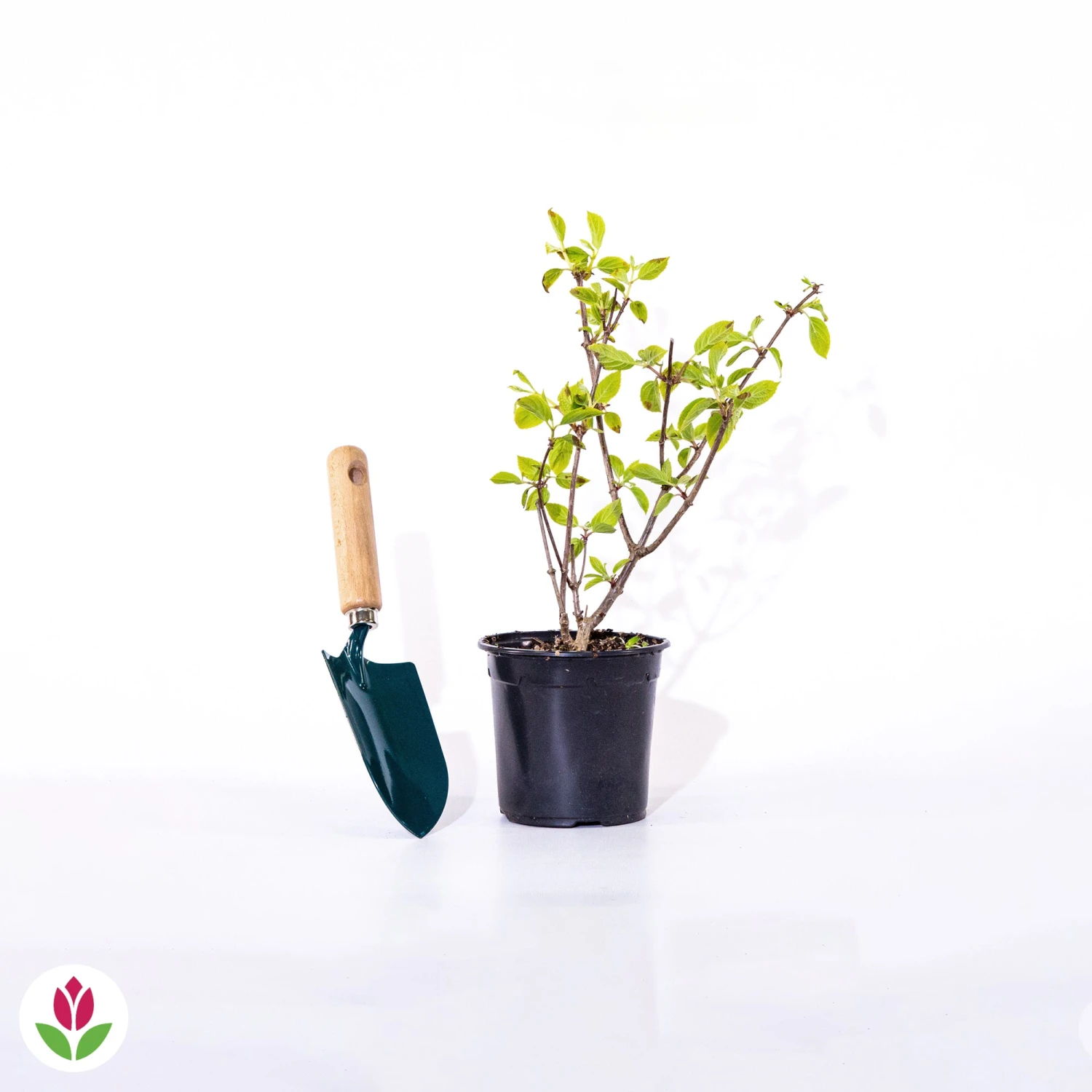 Hortensia Paniculé Fraise Melba® Renba 11 Hortensia Paniculé Fraise Melba® Renba – Image 9