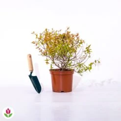 Abélia Kaleidoscope 11 Abélia Kaleidoscope -France Fournitures De Jardin Soldes 2024 015360 wil qlz 015360 1 1705656085503