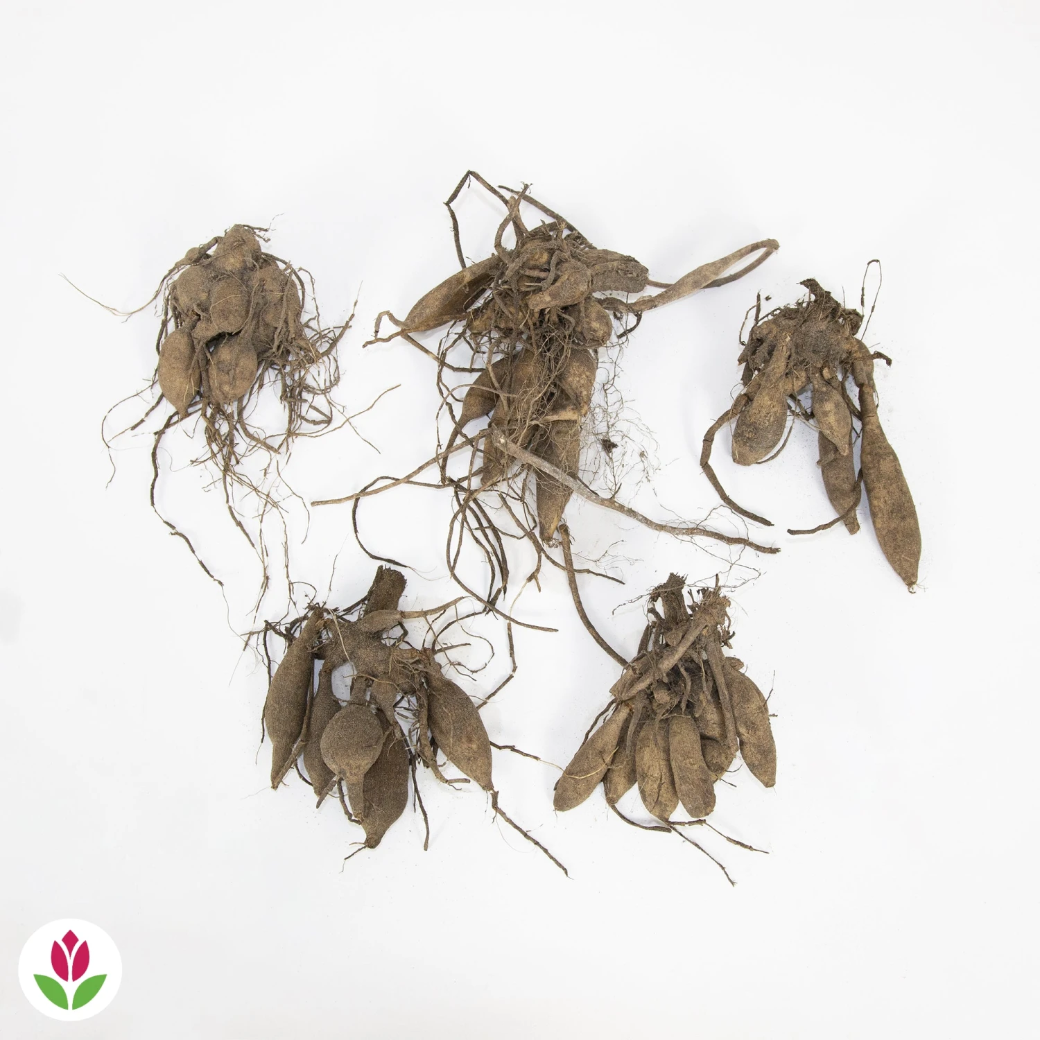 5 Grands Dahlias En Mélange 4 5 Grands Dahlias En Mélange – Image 2