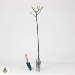 Rosier Sur Tige Sunsilk 7 Rosier Sur Tige Sunsilk -France Fournitures De Jardin Soldes 2024 015845 wil QLZ 015845 1 1706710732406