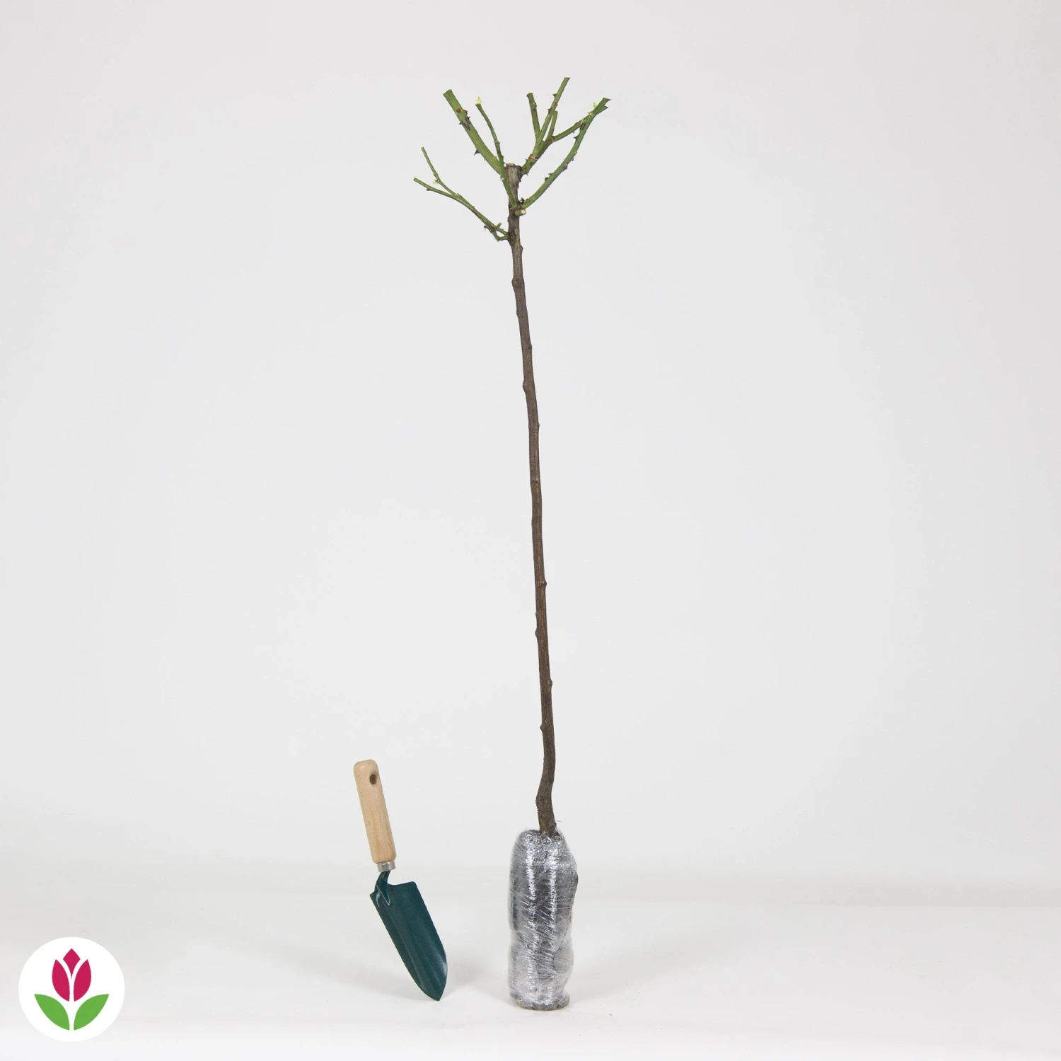 Rosier Sur Tige Sunsilk 5 Rosier Sur Tige Sunsilk – Image 3