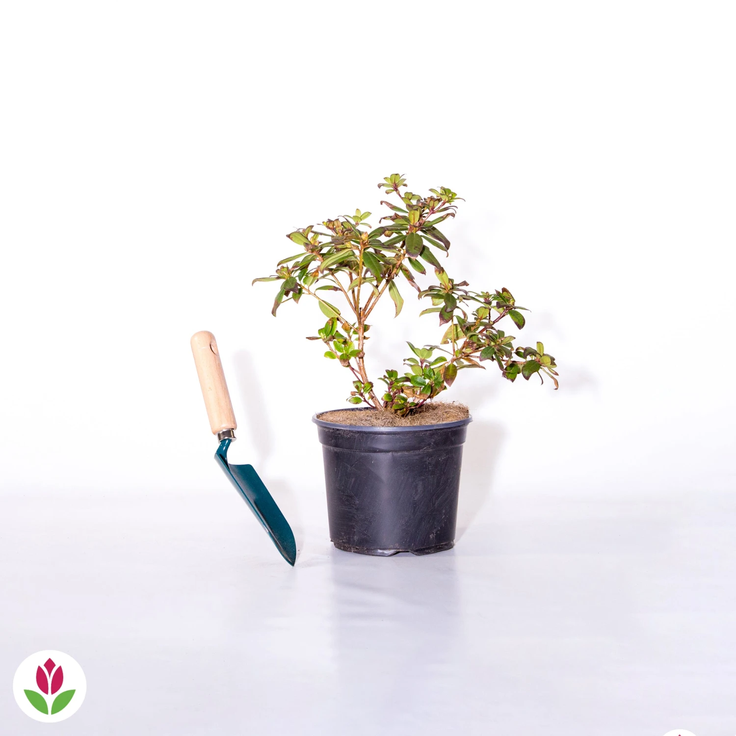 Rhododendron Princess Anne 4 Rhododendron Princess Anne – Image 2