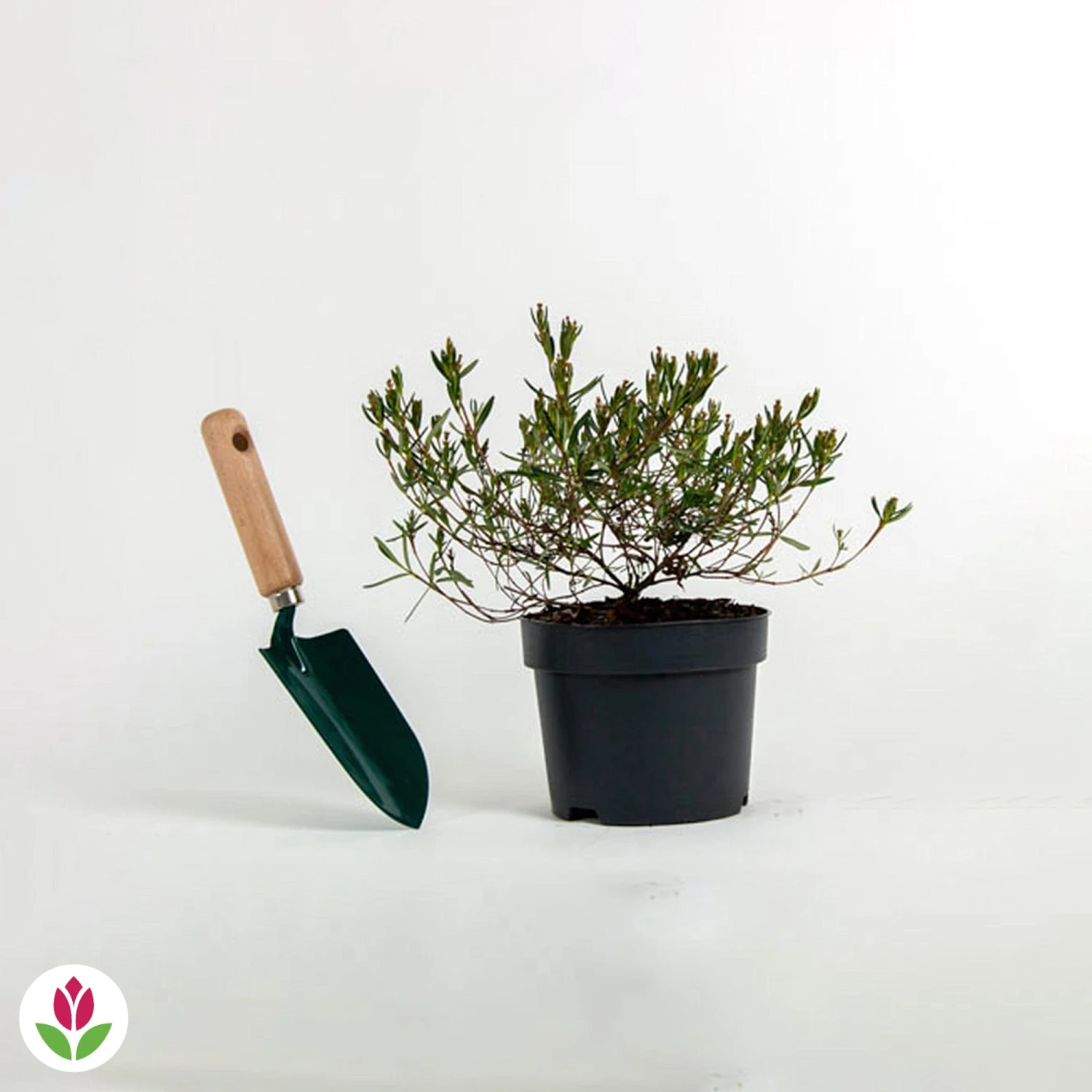 Laurier Des Montagnes 4 Laurier Des Montagnes – Image 2