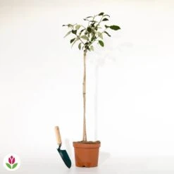 Viorne Boule De Neige Sur Tige -France Fournitures De Jardin Soldes 2024 016501 wil qlh 016501 1 1705069862715