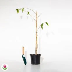 Stewartia 7 Stewartia -France Fournitures De Jardin Soldes 2024 016503 wil qlh 100802 1 1706528370687