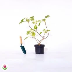 Hortensia à Feuilles De Chêne -France Fournitures De Jardin Soldes 2024 016504 wil qlp 100803 4 1706532554234