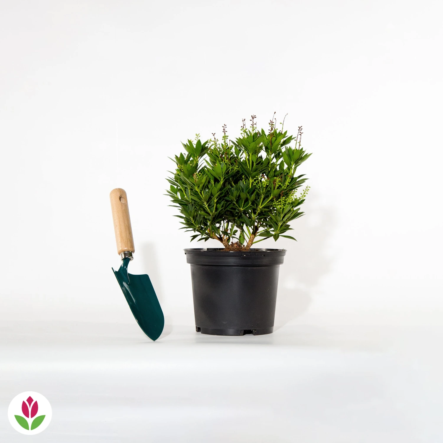 Pieris Cascade Blanche 4 Pieris Cascade Blanche – Image 2