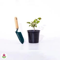 Lilas Des Indes Braise D'été ® Indybra 9 Lilas Des Indes Braise D'été ® Indybra -France Fournitures De Jardin Soldes 2024 016594 wil qlp 100826 5 1706532702071