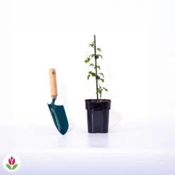 Clématite Taïga -France Fournitures De Jardin Soldes 2024 017087 wil qlp 17087 1 1704377554122