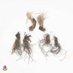 Collection De 6 Iris De Sibérie -France Fournitures De Jardin Soldes 2024 017234 wil QLZ 017234 1 1707831311461