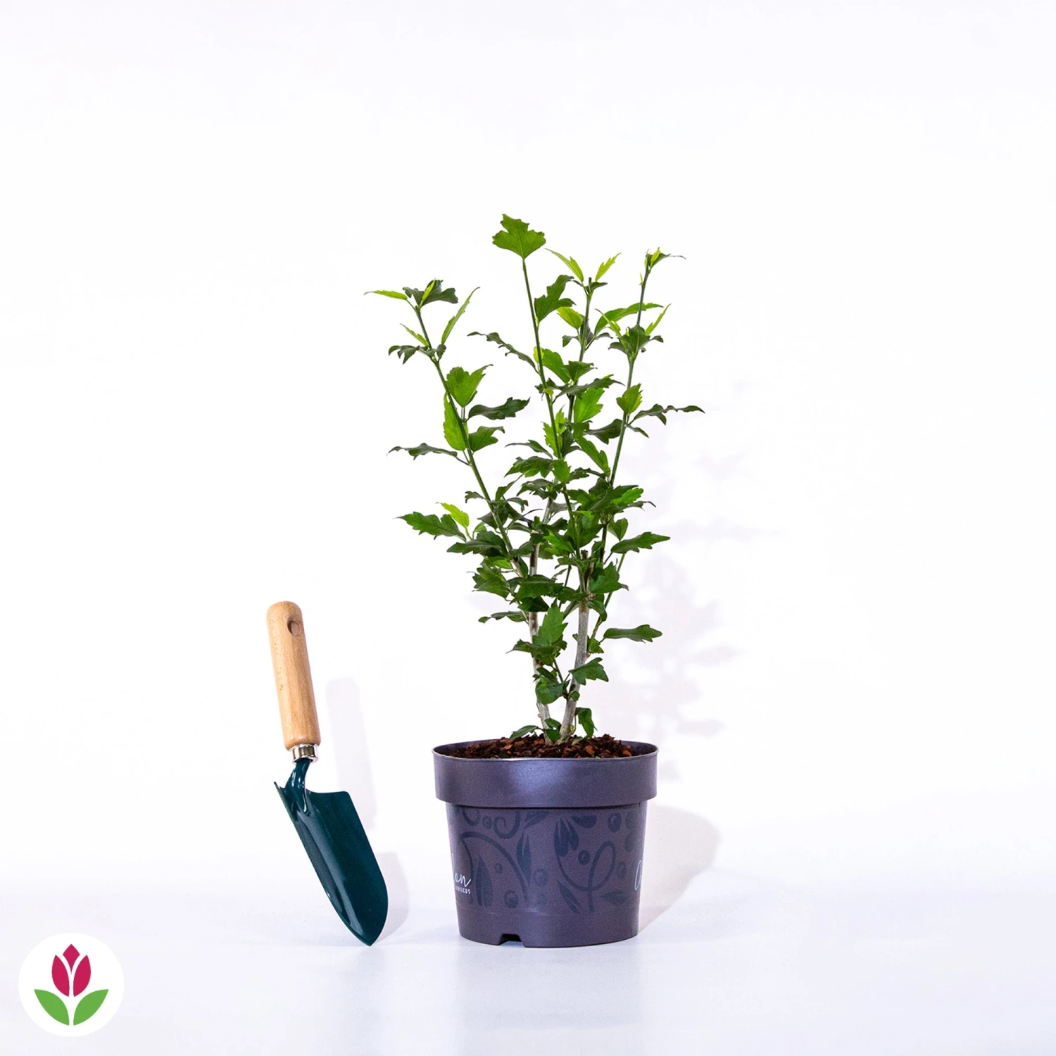 Hibiscus Magenta Chiffon 4 Hibiscus Magenta Chiffon – Image 2