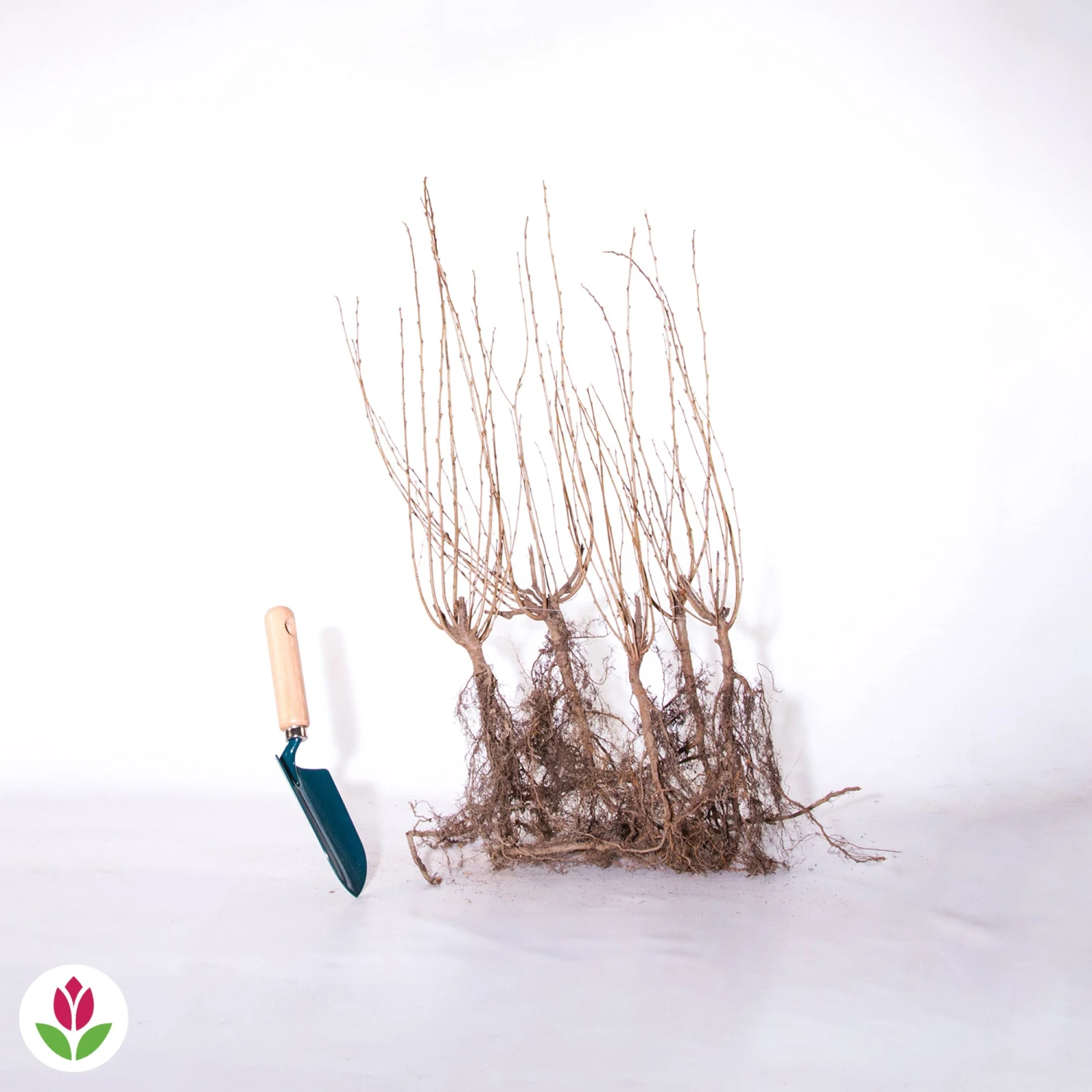 Haie De Cotonéasters 5 Haie De Cotonéasters – Image 3