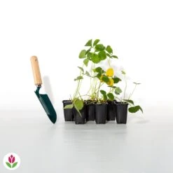 Fraisier Remontant Mariguette ® -France Fournitures De Jardin Soldes 2024 017397 wil qlh 100863 3 1706531713435