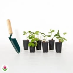 Fraisier Gariguette 13 Fraisier Gariguette -France Fournitures De Jardin Soldes 2024 017399 wil qlh 017399 1 1704789118510