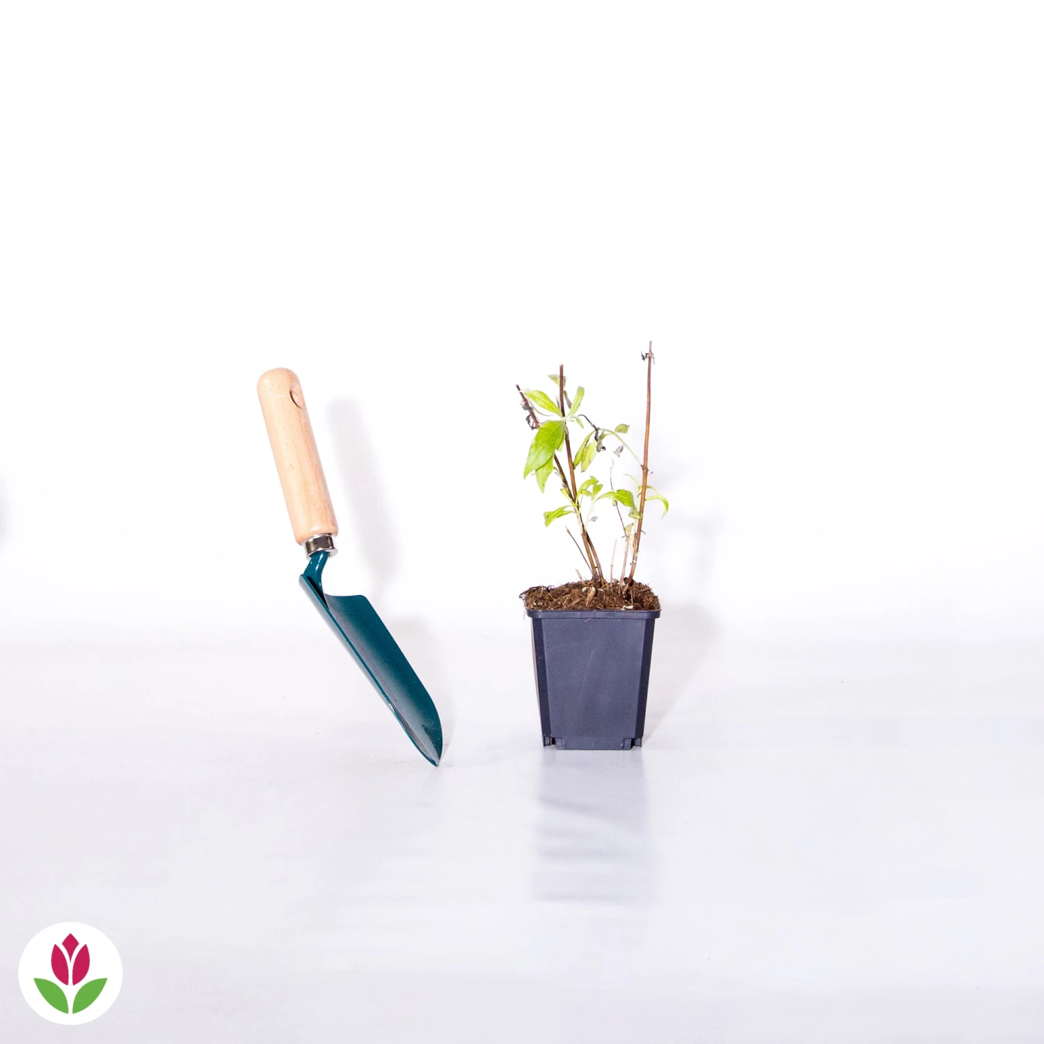 Arbre à Papillons Flânerie D'été 4 Arbre à Papillons Flânerie D'été – Image 2