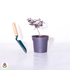 Loropétale Black Pearl 9 Loropétale Black Pearl -France Fournitures De Jardin Soldes 2024 018110 wil qlh 018110 1 1705481948276