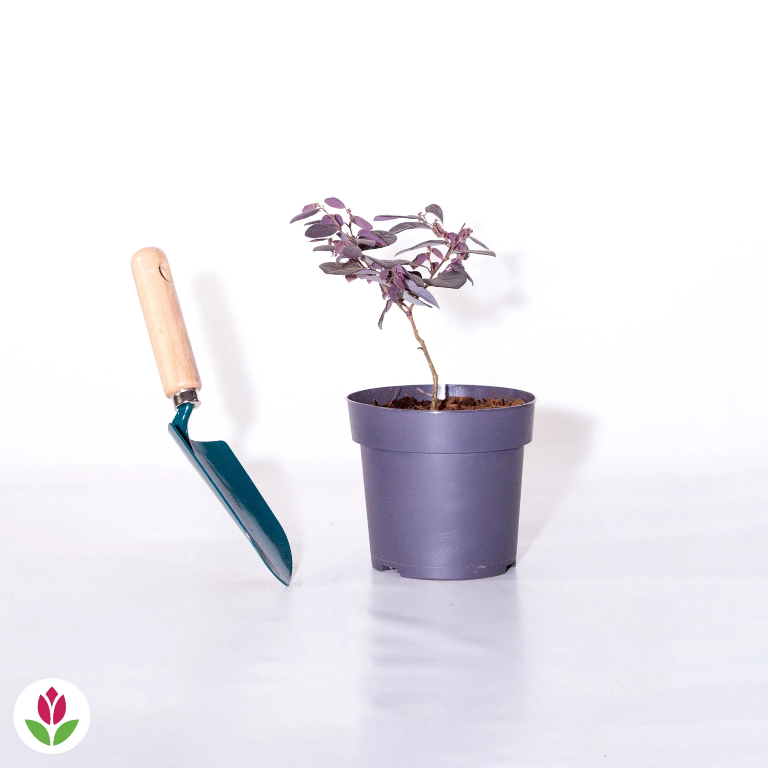 Loropétale Black Pearl 6 Loropétale Black Pearl – Image 4