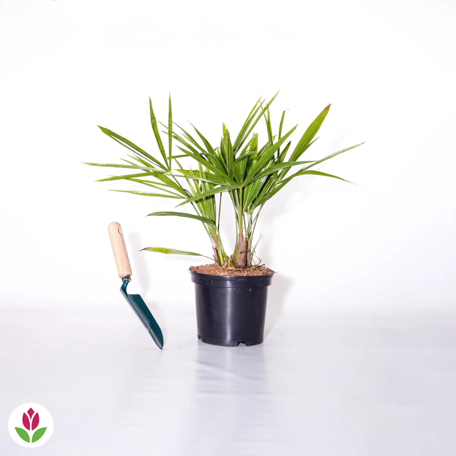 Palmier De Chine 5 Palmier De Chine – Image 3