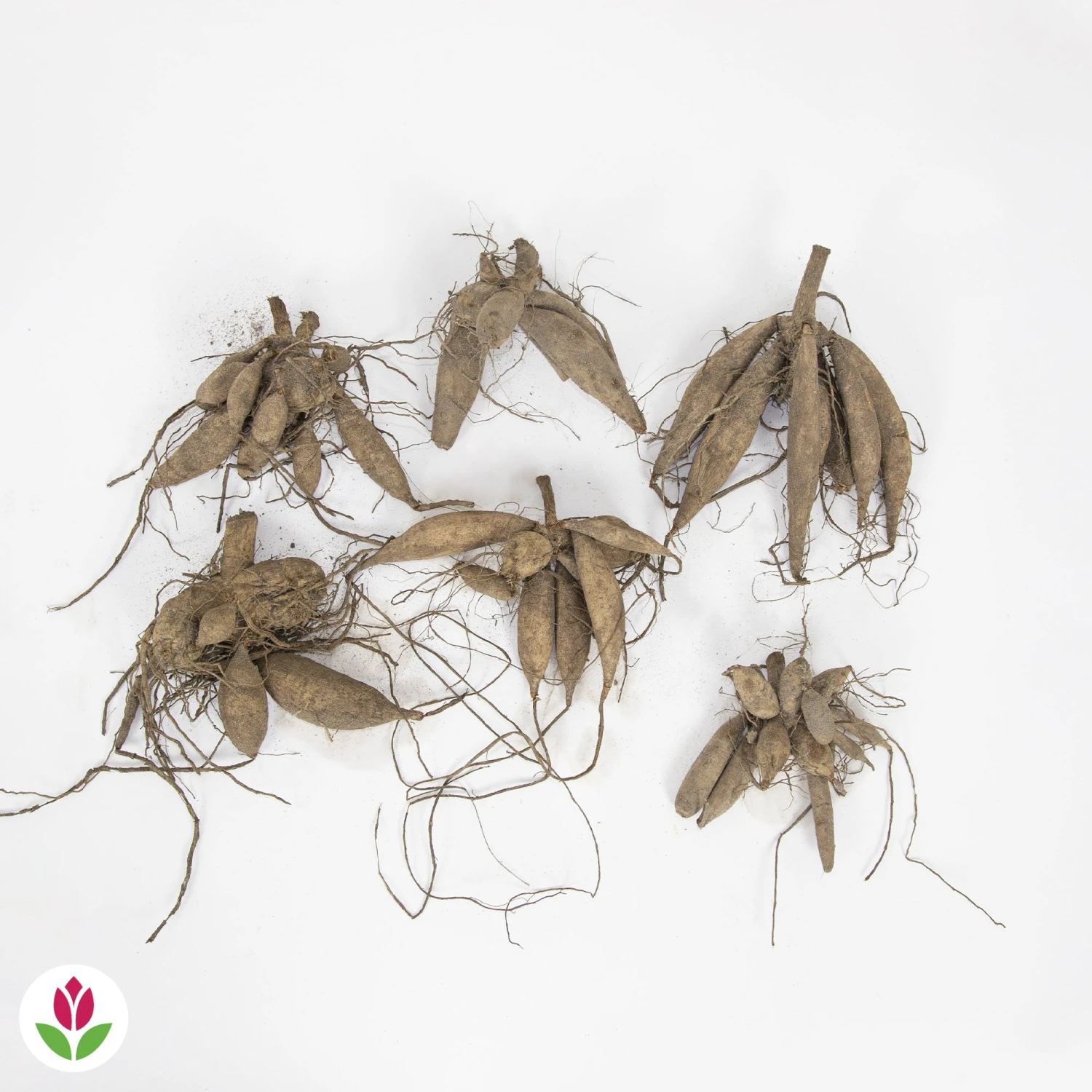 6 Dahlias En Mélange 4 6 Dahlias En Mélange – Image 2