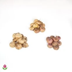 Collection De 30 Glaïeuls Perroquets -France Fournitures De Jardin Soldes 2024 018508 wil QLZ 18508 1 1707831549702