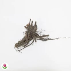 Pivoine Itoh Bartzella -France Fournitures De Jardin Soldes 2024 018549 wil QLZ 018549 1 1709030258558