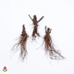 3 Digitales En Mélange -France Fournitures De Jardin Soldes 2024 018553 wil qlz 103881 2 1708957891027