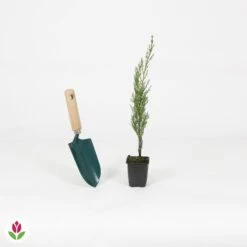 Cyprès Totem -France Fournitures De Jardin Soldes 2024 018566 wil QLA 018566 1 1704727058114