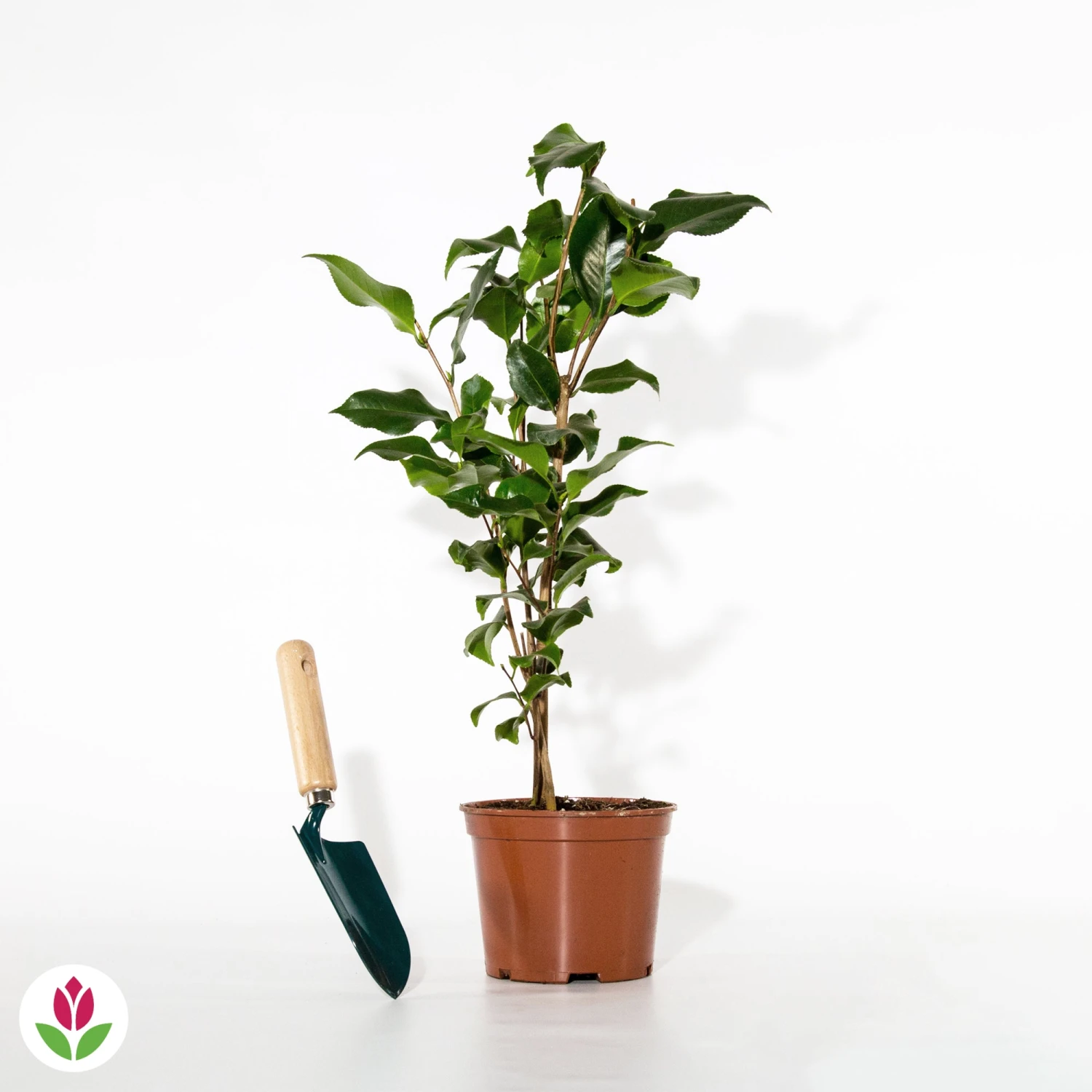 Camélia Du Japon à Fleurs Doubles Rose 4 Camélia Du Japon à Fleurs Doubles Rose – Image 2