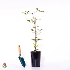 Clématite Multi Blue 9 Clématite Multi Blue -France Fournitures De Jardin Soldes 2024 018674 wil qlp 018674 1 1709738163282