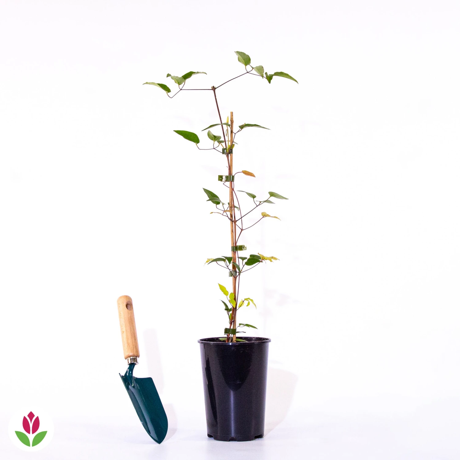 Clématite Multi Blue 6 Clématite Multi Blue – Image 4