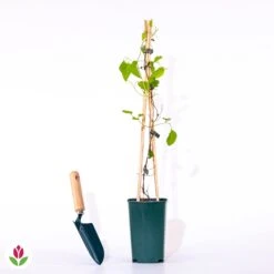 Clématite Rouge Cardinal 9 Clématite Rouge Cardinal -France Fournitures De Jardin Soldes 2024 018675 wil qlp 41452 7 1709722722272