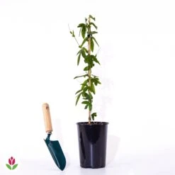 Passiflore Bleue 13 Passiflore Bleue -France Fournitures De Jardin Soldes 2024 018683 wil qlz 80454 10 1706622377264