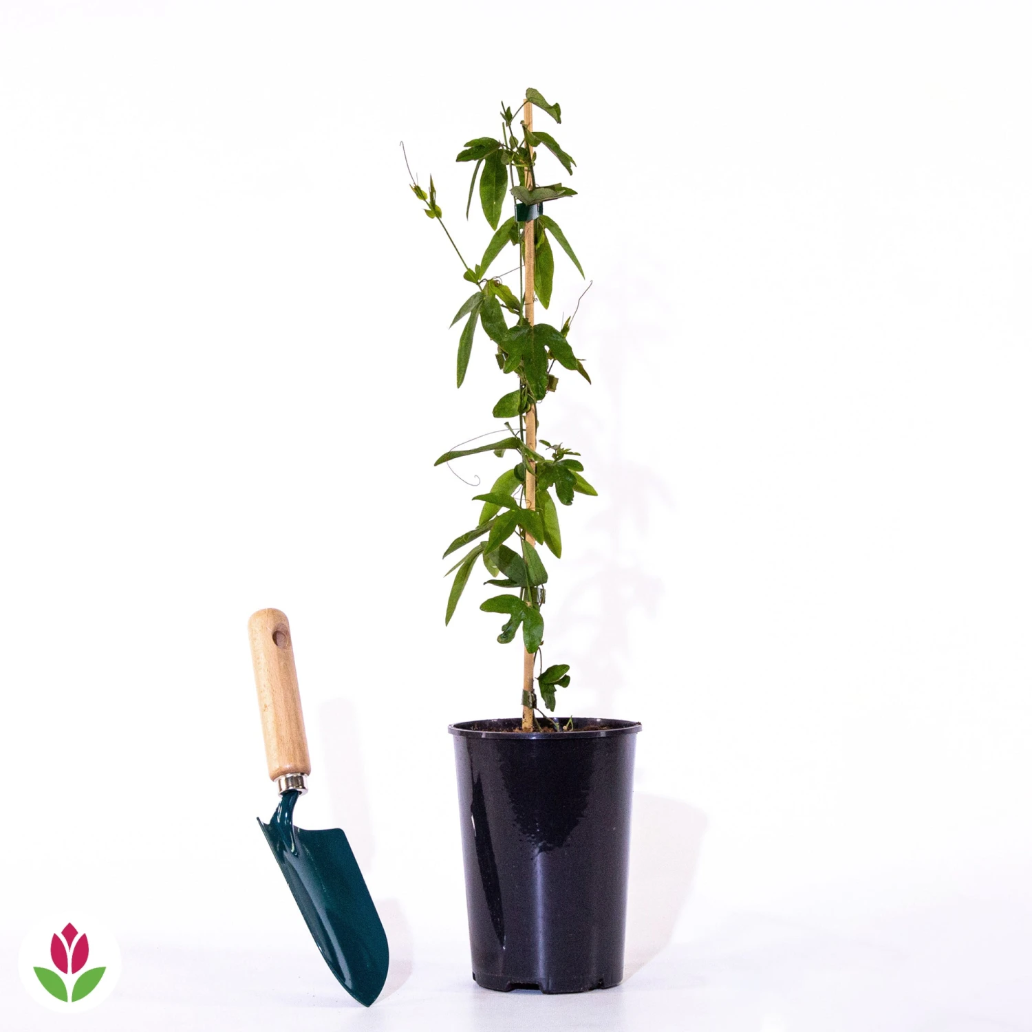 Passiflore Bleue 8 Passiflore Bleue – Image 6