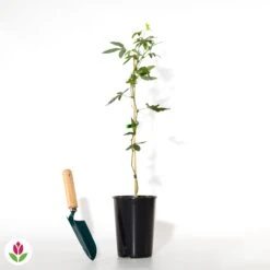 Passiflore Constance Elliot 7 Passiflore Constance Elliot -France Fournitures De Jardin Soldes 2024 018684 wil qlh 018684 1 1709739236216