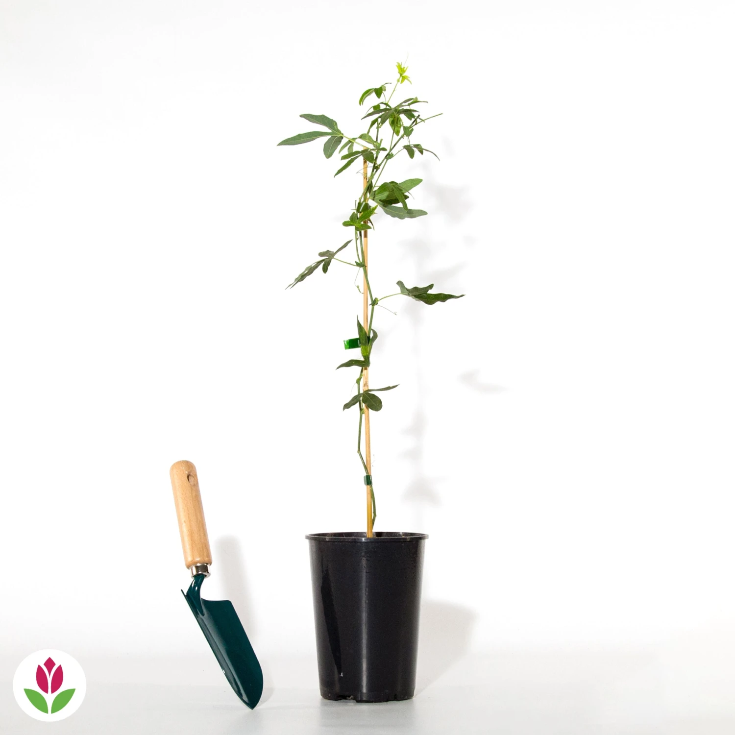 Passiflore Constance Elliot 5 Passiflore Constance Elliot – Image 3