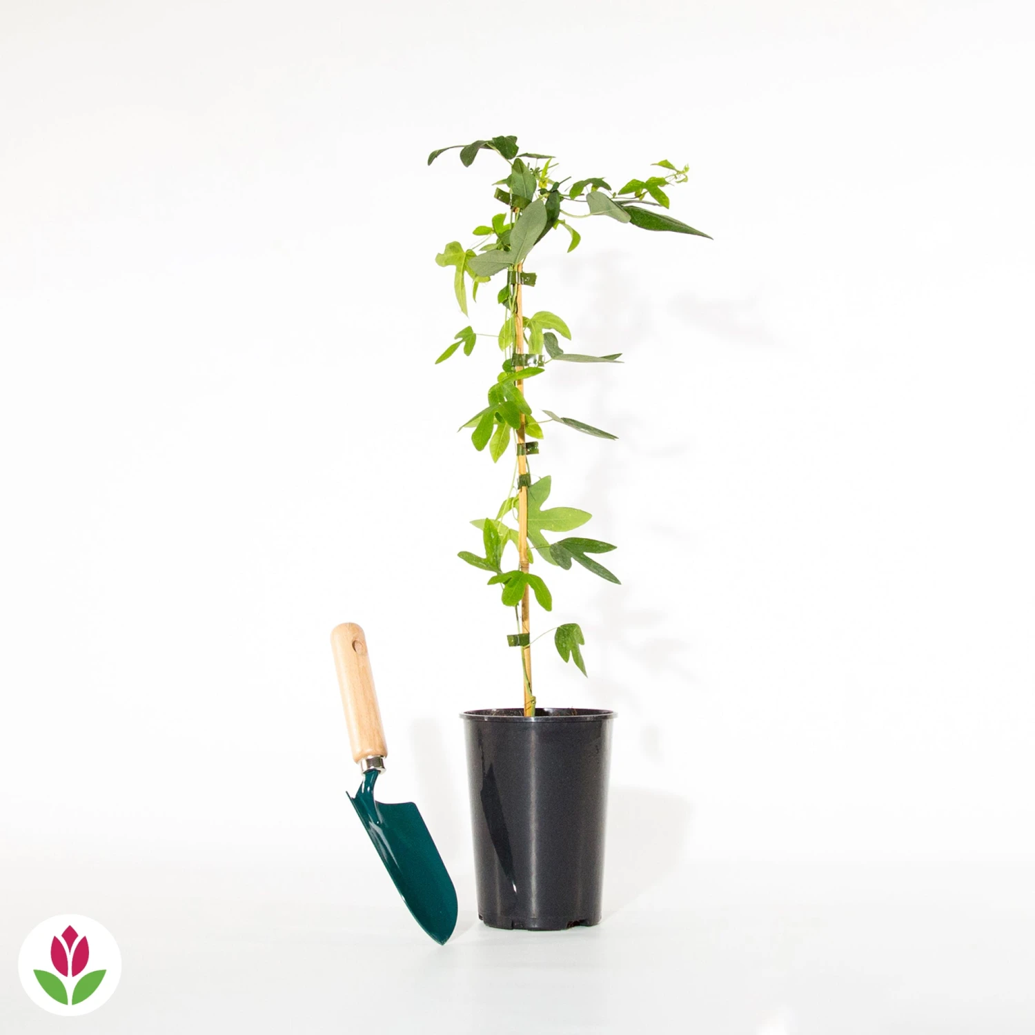 Passiflore Lavender Lady 5 Passiflore Lavender Lady – Image 3