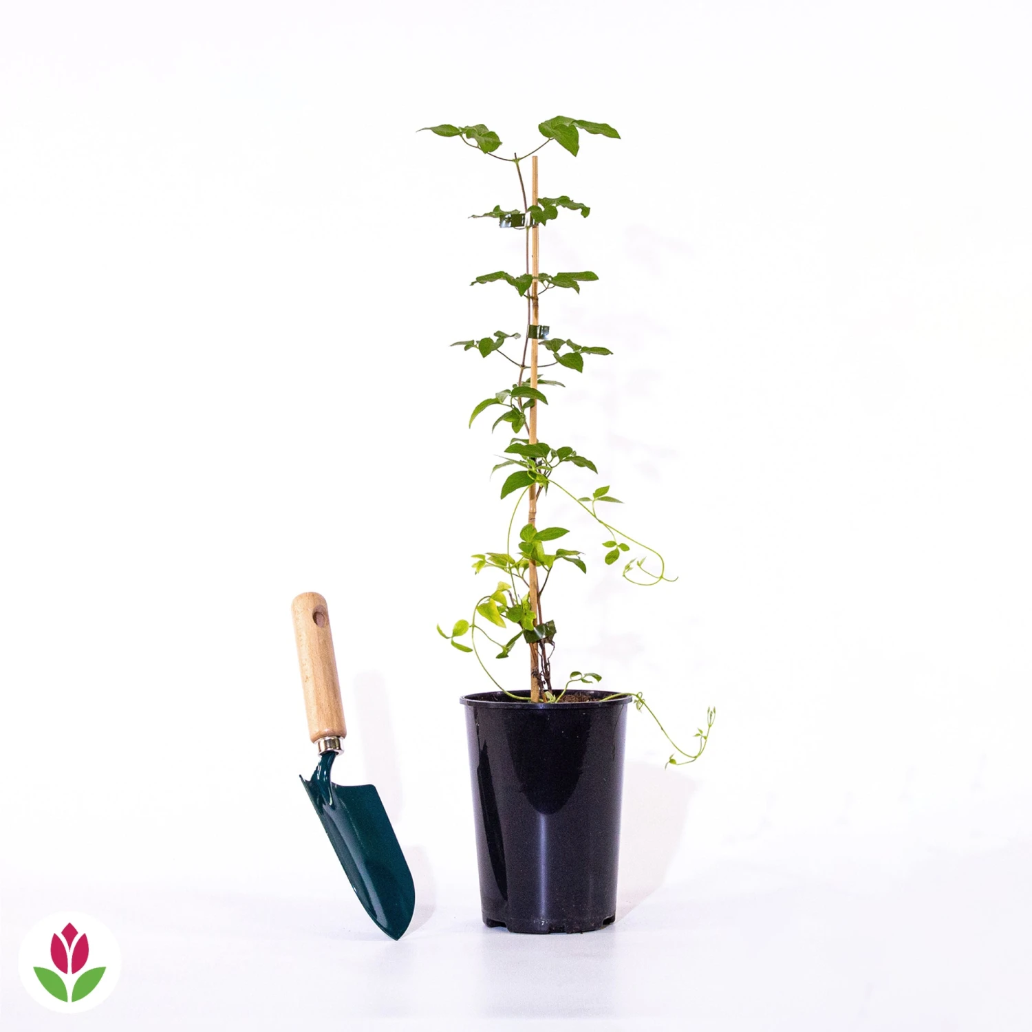 Clématite Double Josephine 5 Clématite Double Josephine – Image 3