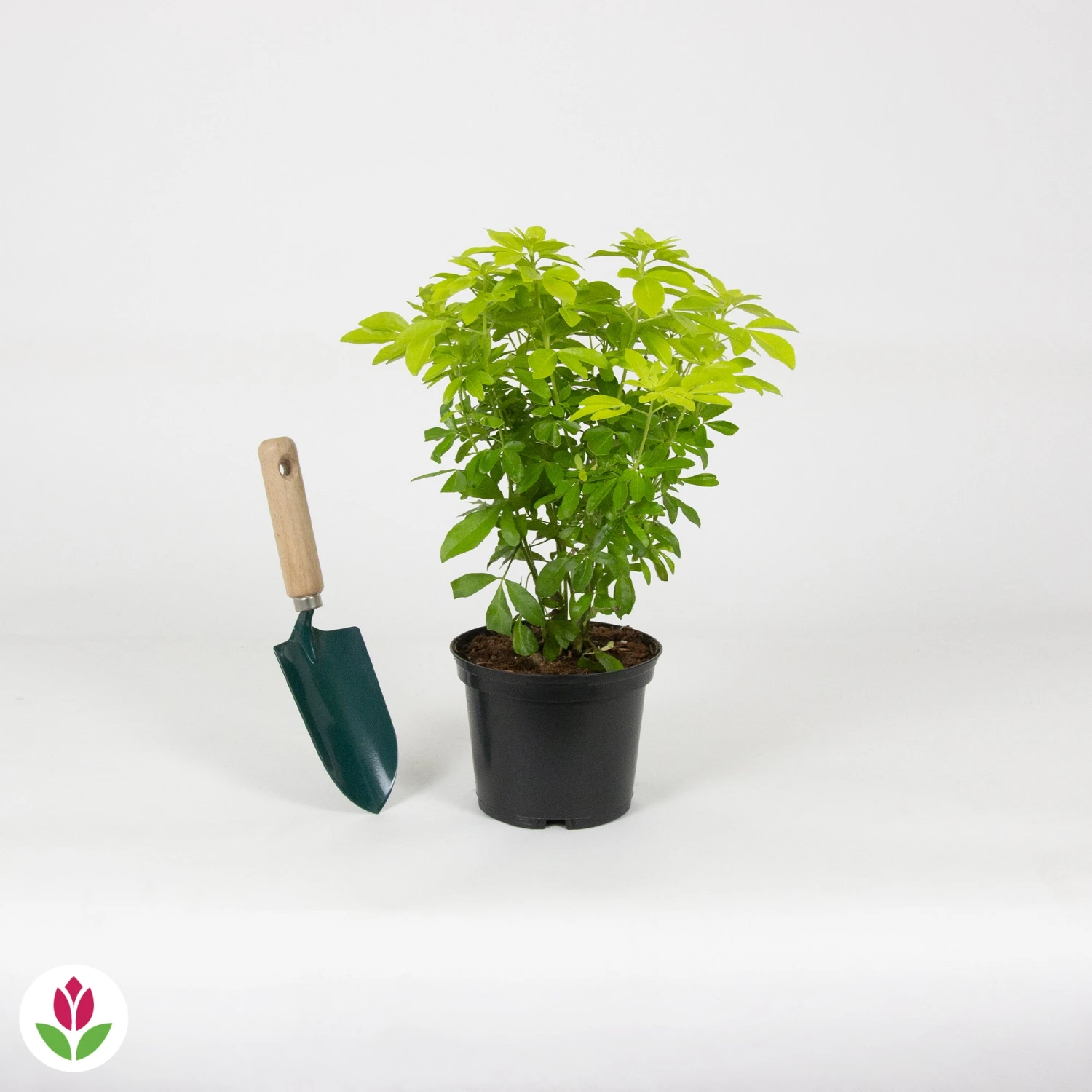 Oranger Du Mexique Doré 7 Oranger Du Mexique Doré – Image 5