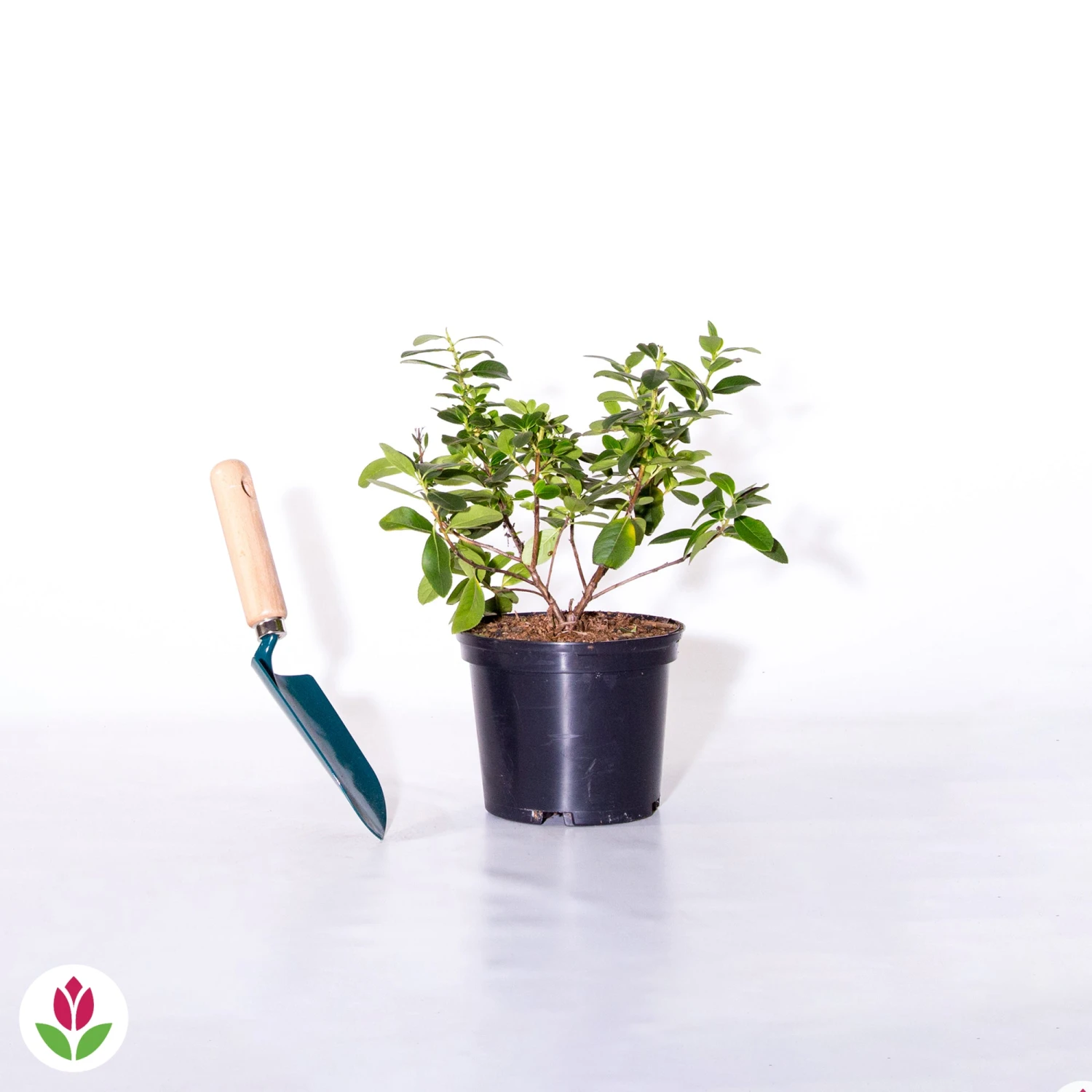 Escallonia Pink Elle 4 Escallonia Pink Elle – Image 2