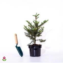 Sapin De Corée 9 Sapin De Corée -France Fournitures De Jardin Soldes 2024 020385 wil qlz 101078 5 1706537725624