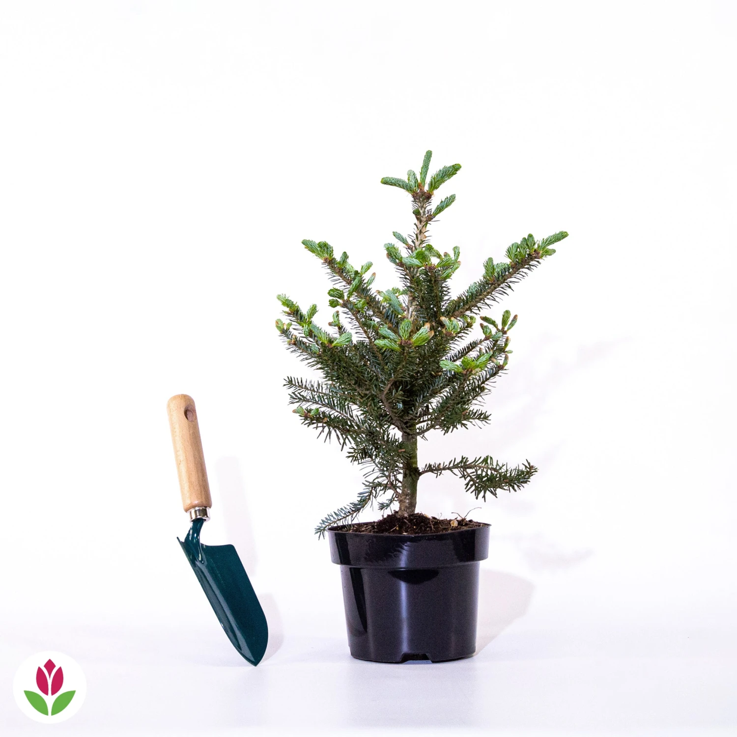 Sapin De Corée 6 Sapin De Corée – Image 4