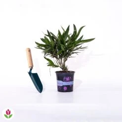 Laurier-rose Rouge -France Fournitures De Jardin Soldes 2024 020394 wil qlp 020394 1 1705414578840