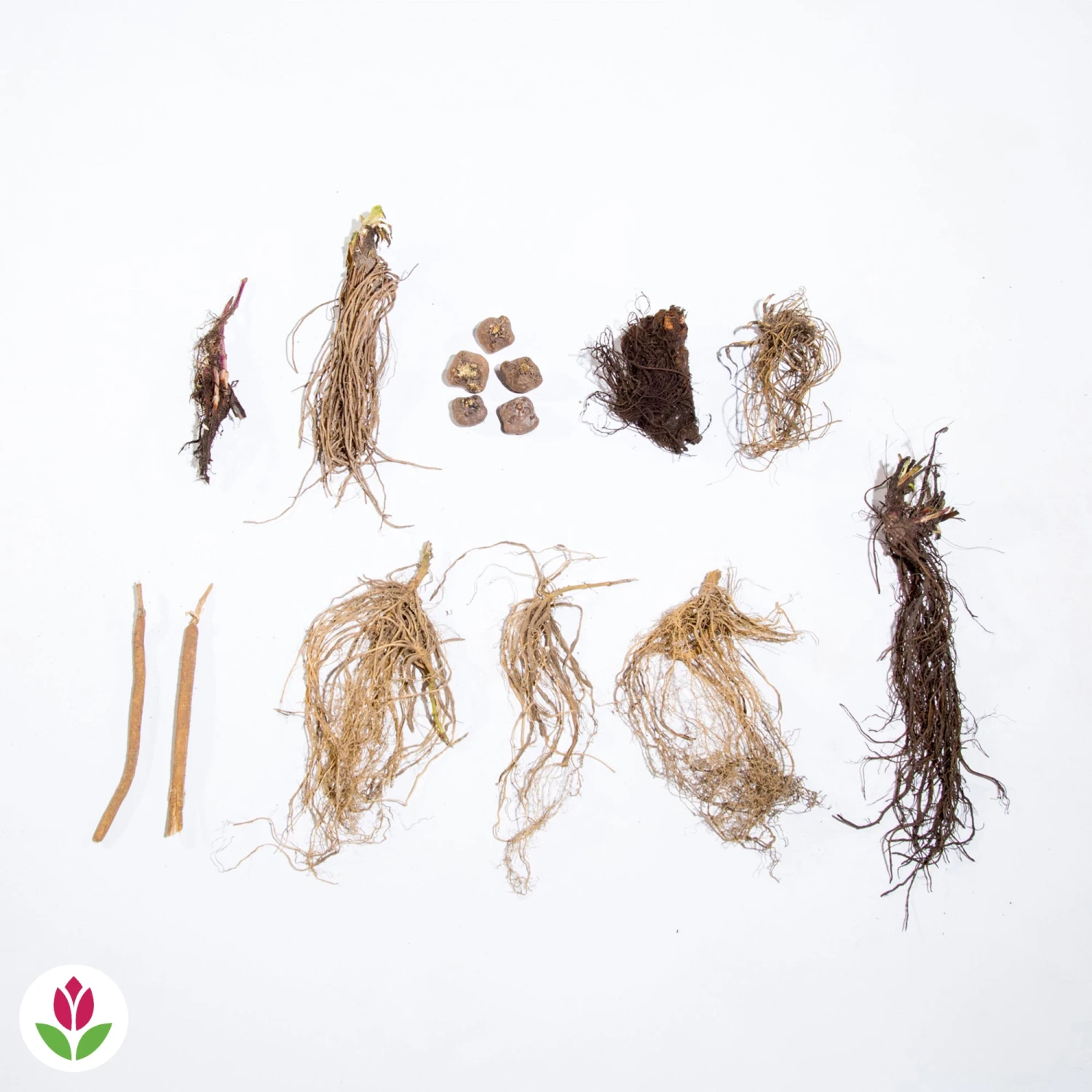 Collection De 15 Plantes Vivaces - 2 M² 13 Collection De 15 Plantes Vivaces - 2 M² – Image 11