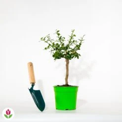 Citron Caviar -France Fournitures De Jardin Soldes 2024 020534 wil qlh 101092 1 1704464362608